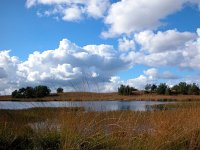 NL, Gelderland, Apeldoorn, Asselse Heide 4, Saxifraga-Bart Vastenhouw